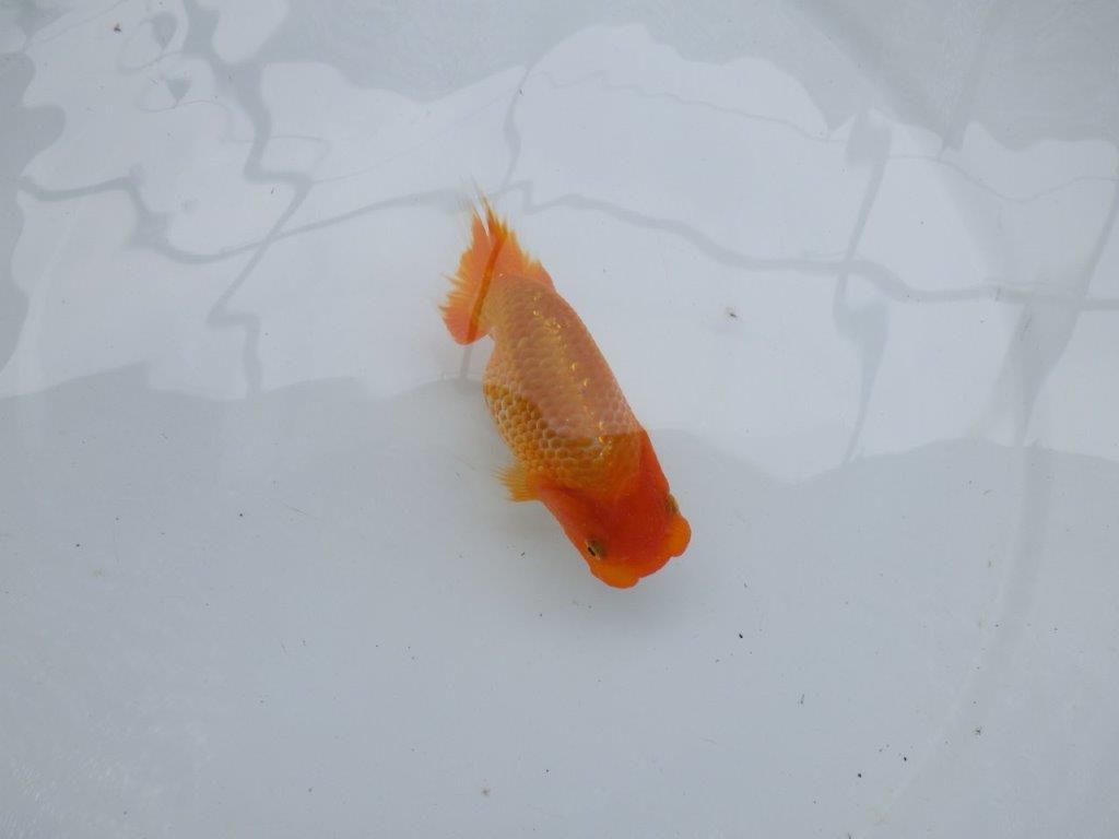 【 約１週間の期間限定販売】カナコ系の綺麗な柄の更紗らんちゅう　約10,5㎝　性別不明【 岡山村上暢彦氏作】