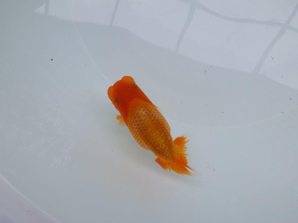 【 約１週間の期間限定販売】カナコ系の綺麗な柄の更紗らんちゅう　約10,5㎝　性別不明【 岡山村上暢彦氏作】