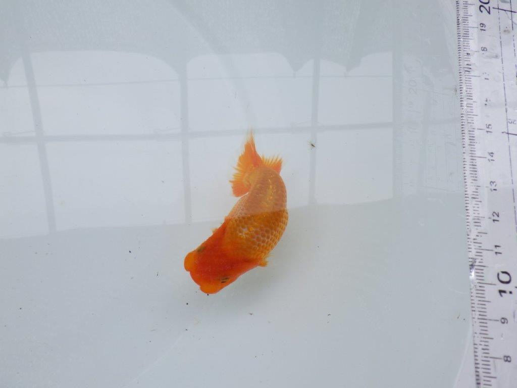 【 約１週間の期間限定販売】カナコ系の綺麗な柄の更紗らんちゅう　約10,5㎝　性別不明【 岡山村上暢彦氏作】