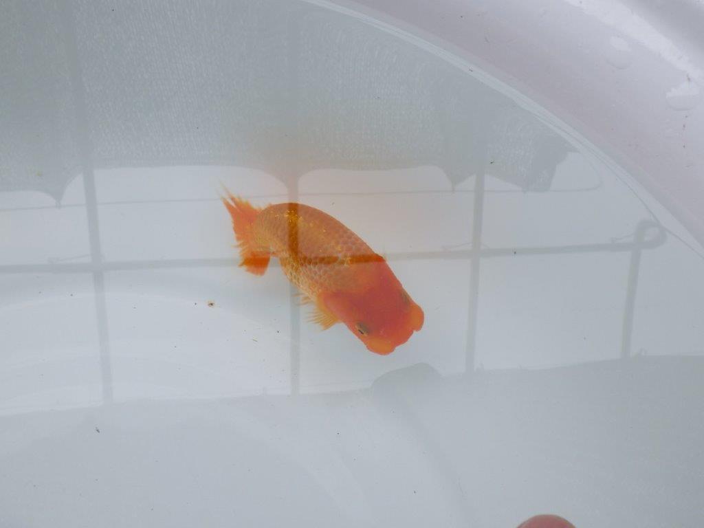 【 約１週間の期間限定販売】カナコ系の綺麗な柄の更紗らんちゅう　約10,5㎝　性別不明【 岡山村上暢彦氏作】