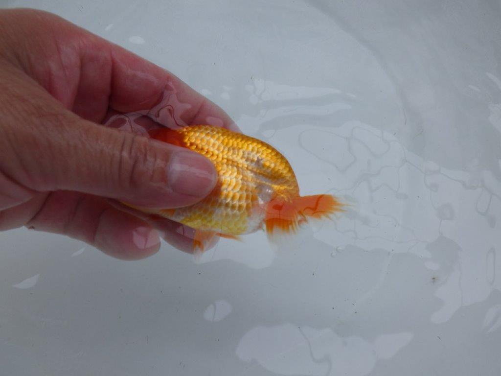 【 約１週間の期間限定販売】カナコ系の綺麗な柄の更紗らんちゅう　約10,5㎝　性別不明【 岡山村上暢彦氏作】