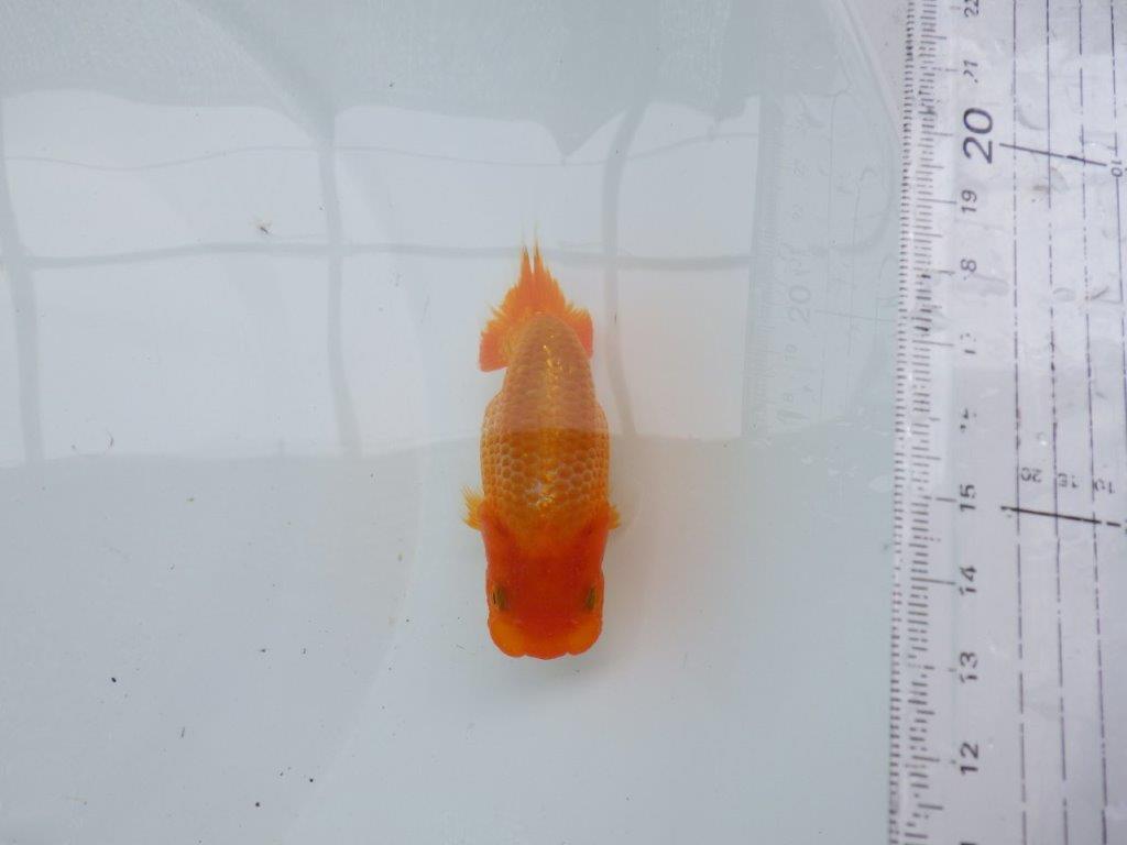 【 約１週間の期間限定販売】カナコ系の綺麗な柄の更紗らんちゅう　約10,5㎝　性別不明【 岡山村上暢彦氏作】