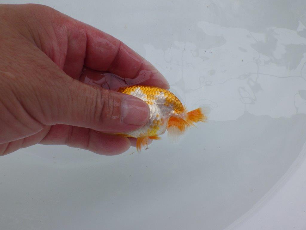 【 約１週間の期間限定販売】まずは研究会などお勧めならんちゅう　約9㎝　性別不明【 岡山村上暢彦氏作】