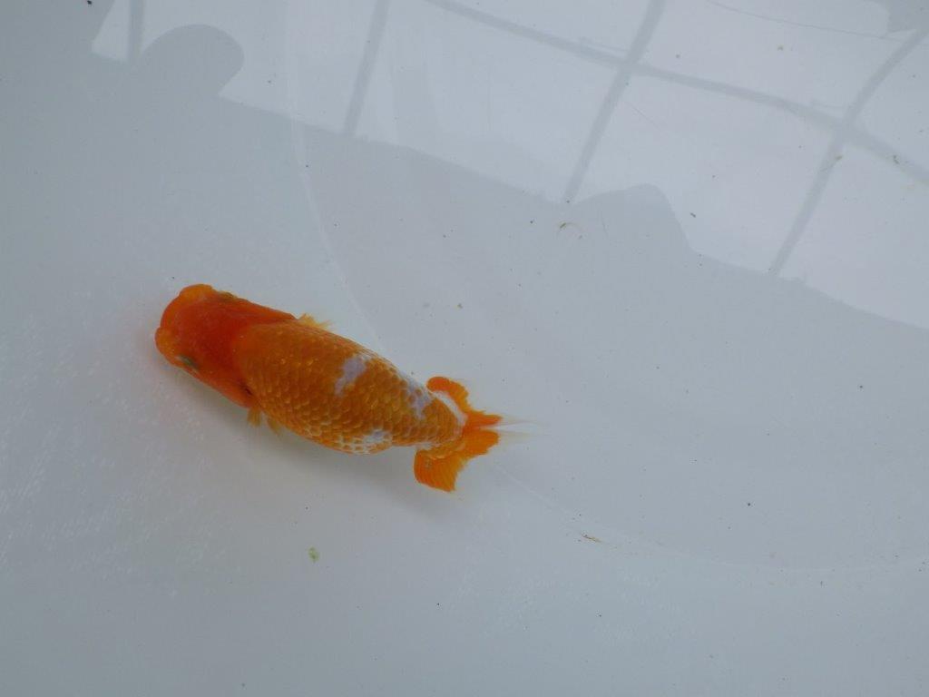 【 約１週間の期間限定販売】品評大会に向けて飼い込みらんちゅう　約10,5㎝　性別不明【 岡山村上暢彦氏作】