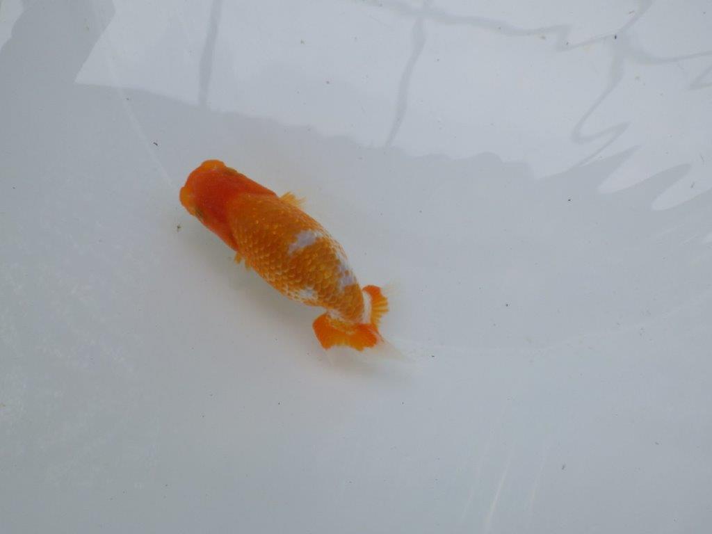 【 約１週間の期間限定販売】品評大会に向けて飼い込みらんちゅう　約10,5㎝　性別不明【 岡山村上暢彦氏作】