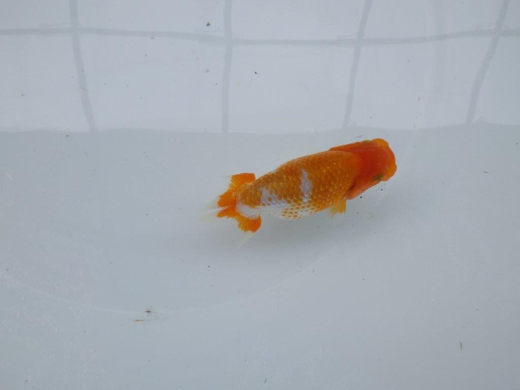 【 約１週間の期間限定販売】品評大会に向けて飼い込みらんちゅう　約10,5㎝　性別不明【 岡山村上暢彦氏作】