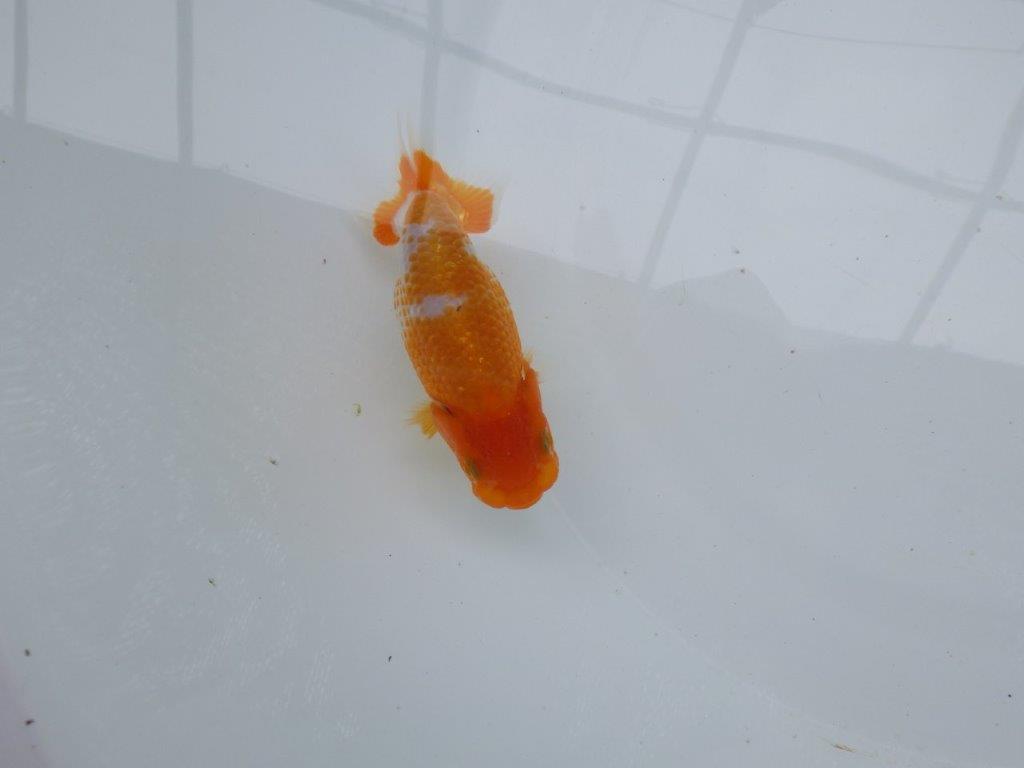 【 約１週間の期間限定販売】品評大会に向けて飼い込みらんちゅう　約10,5㎝　性別不明【 岡山村上暢彦氏作】