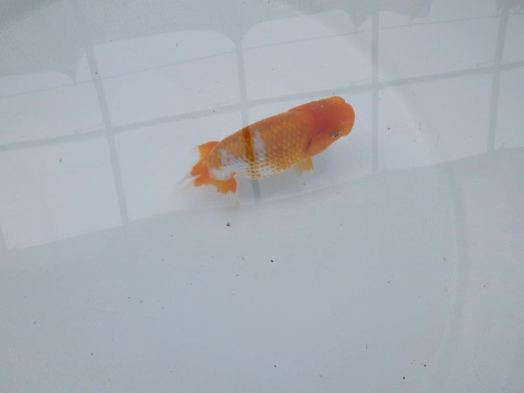 【 約１週間の期間限定販売】品評大会に向けて飼い込みらんちゅう　約10,5㎝　性別不明【 岡山村上暢彦氏作】