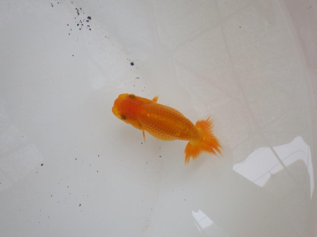 【日らん優等賞獲得ブリーダー】お腹の柄が綺麗で横見おすすめの当歳らんちゅう大約８㎝
