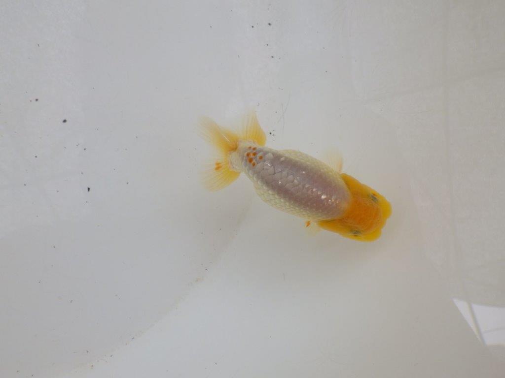 【日らん優等賞獲得ブリーダー】しっかりした体系の白系、当歳らんちゅう約8,5㎝