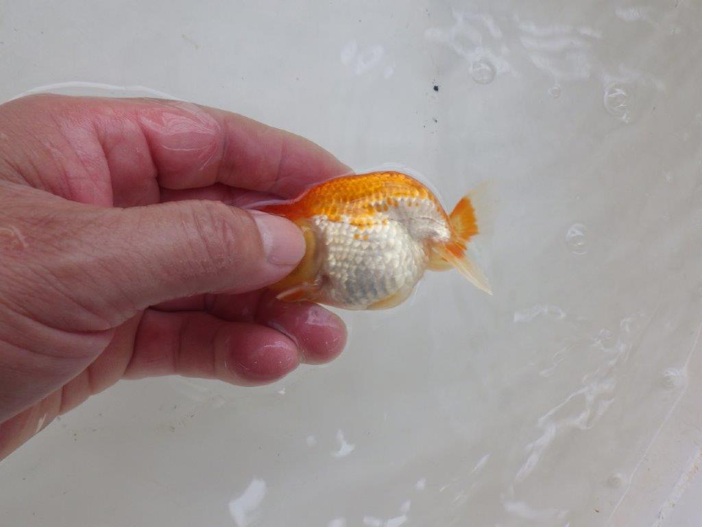 【日らん優等賞獲得ブリーダー】体高のあるタイプの当歳らんちゅう約8,5㎝