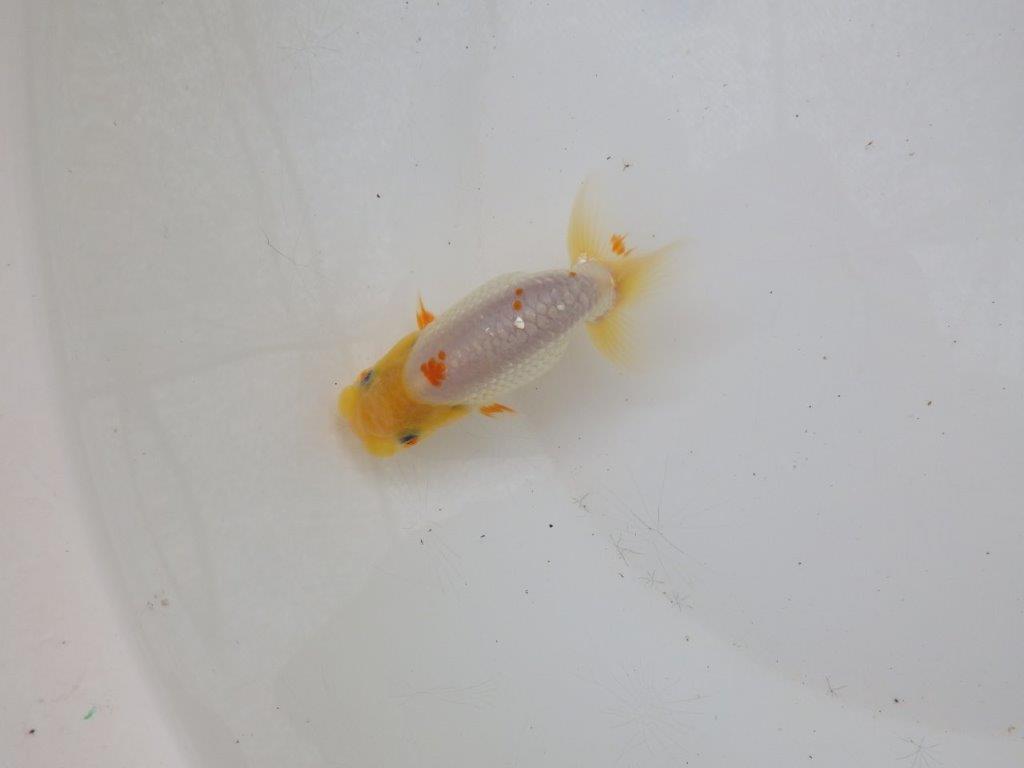 【日らん優等賞獲得ブリーダー】フンタン&背のラインも綺麗な白!当歳らんちゅう約8,5cm