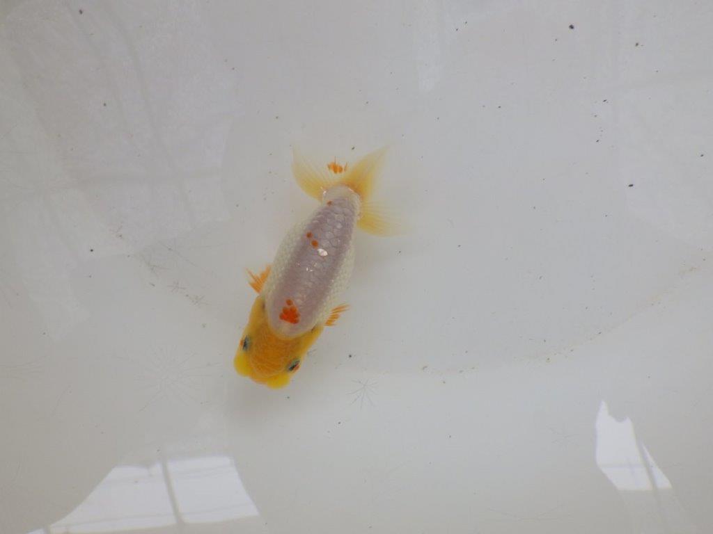 【日らん優等賞獲得ブリーダー】フンタン&背のラインも綺麗な白!当歳らんちゅう約8,5cm