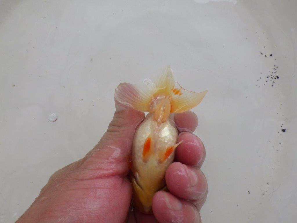 【日らん優等賞獲得ブリーダー】フンタン&背のラインも綺麗な白!当歳らんちゅう約8,5cm