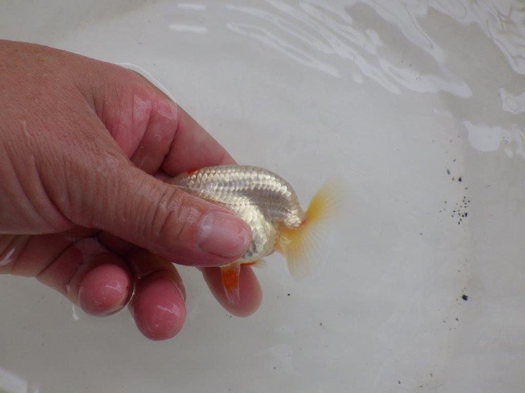 【日らん優等賞獲得ブリーダー】フンタン&背のラインも綺麗な白!当歳らんちゅう約8,5cm