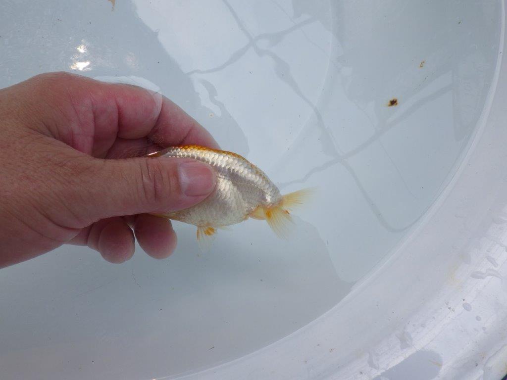 フンタンの発育が良いらんちゅう　約10㎝　性別不明【 岡山村上暢彦氏作】