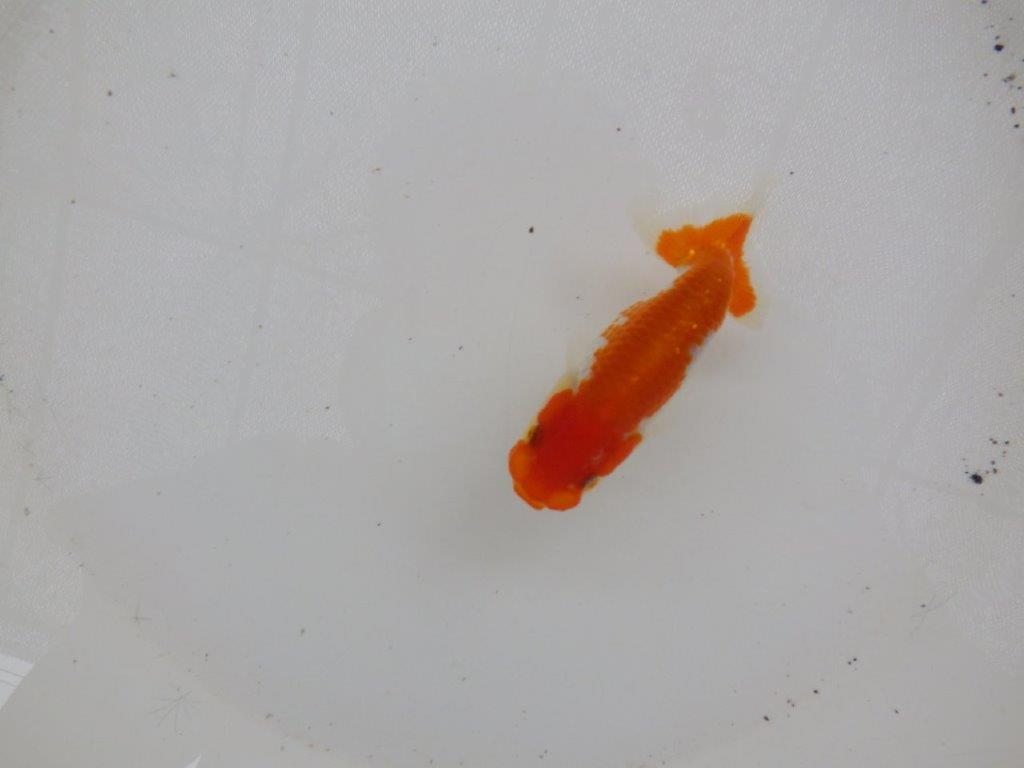 【日らん優等賞獲得ブリーダー】面白味のある更紗！当歳らんちゅう約9,5㎝の上身