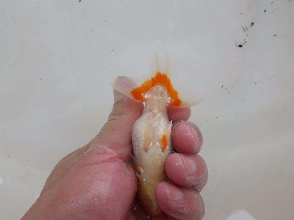 【日らん優等賞獲得ブリーダー】面白味のある更紗!当歳らんちゅう約9,5㎝
