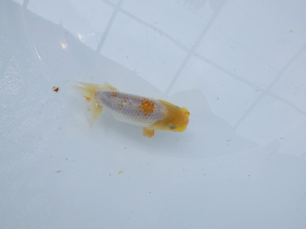 白地に赤のワンポイントが映えるらんちゅう　約10㎝　性別不明【 岡山村上暢彦氏作】