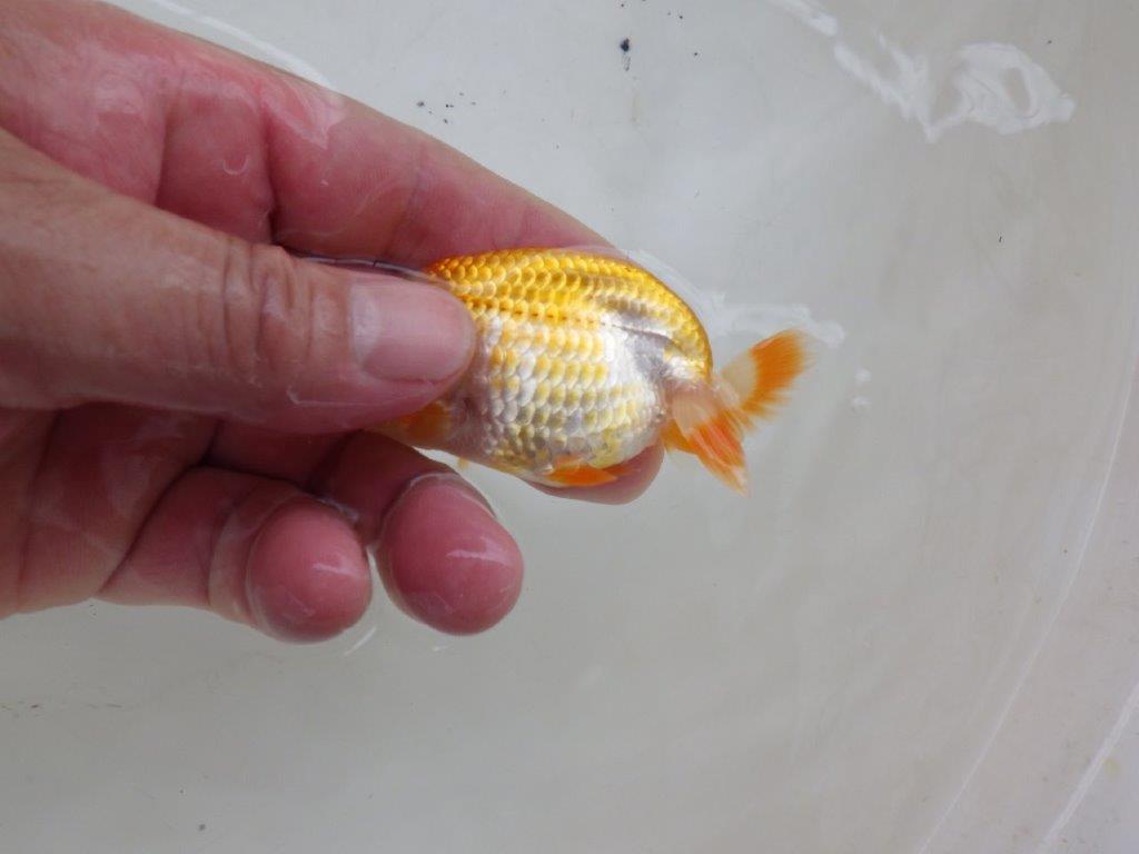 【日らん優等賞獲得ブリーダー】非常に美しい柄の当歳らんちゅう約8㎝