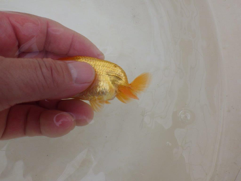 【全国大会東大関獲得ブリーダー 】上見も横見もお勧め当歳らんちゅう約8㎝