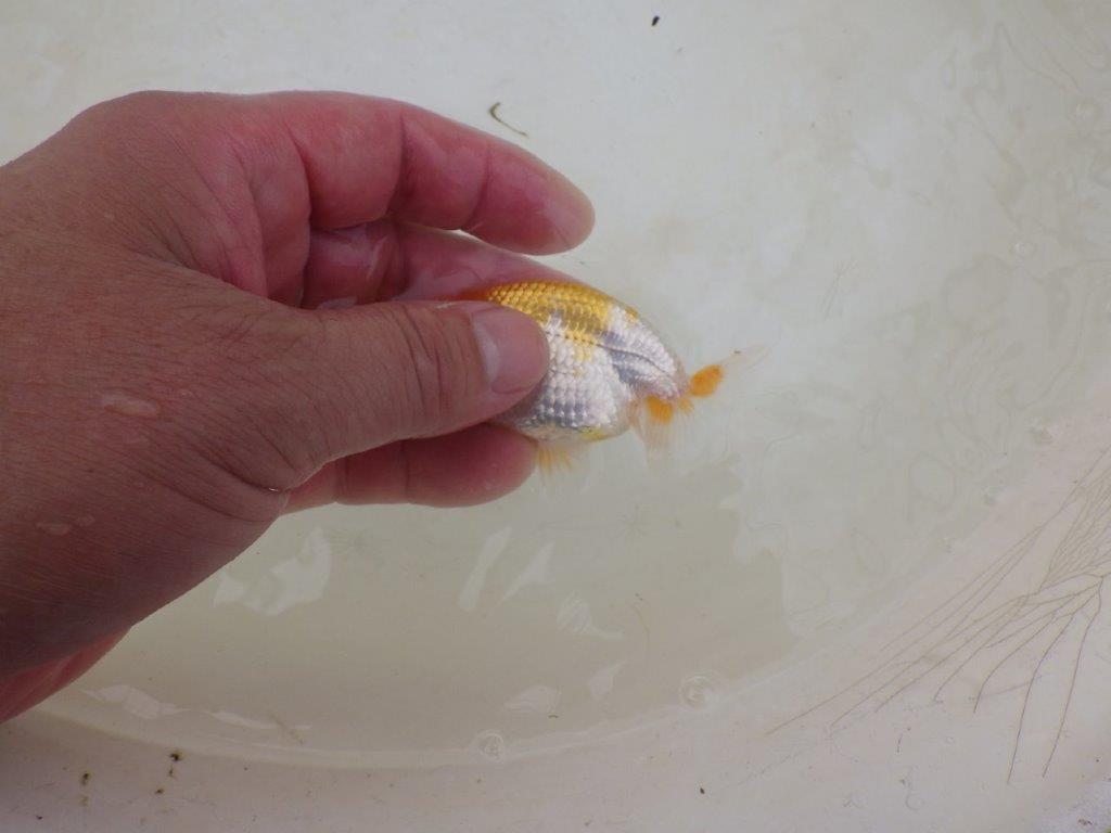 【全国大会東大関獲得ブリーダー 】フンタン!綺麗な柄でお勧め当歳らんちゅう約8,5㎝