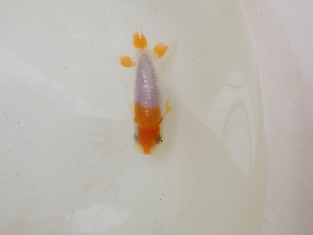 【全国大会東大関獲得ブリーダー 】背が綺麗横見お勧め当歳らんちゅう約8,5㎝
