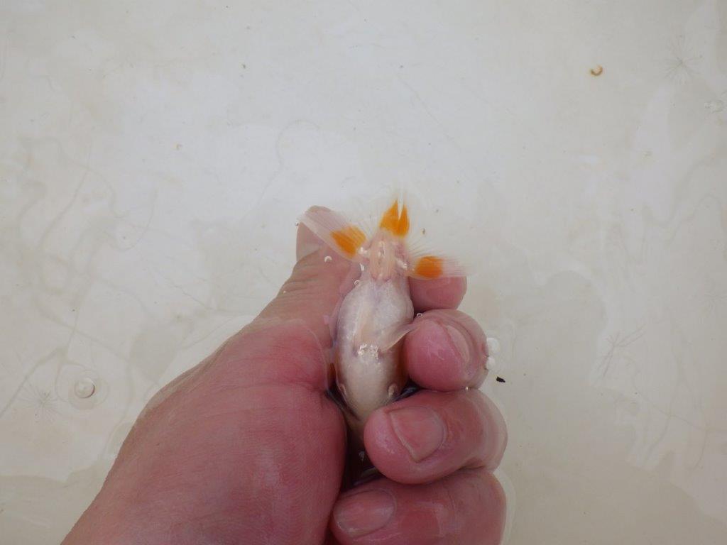 【全国大会東大関獲得ブリーダー 】背が綺麗横見お勧め当歳らんちゅう約8,5㎝