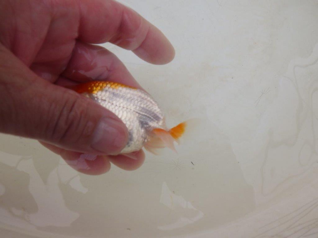 【全国大会東大関獲得ブリーダー 】背のラインが綺麗！お勧め当歳らんちゅう約8,5㎝