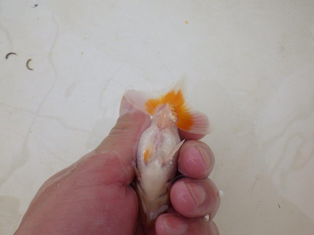 【全国大会東大関獲得ブリーダー 】背のラインが綺麗！お勧め当歳らんちゅう約8,5㎝