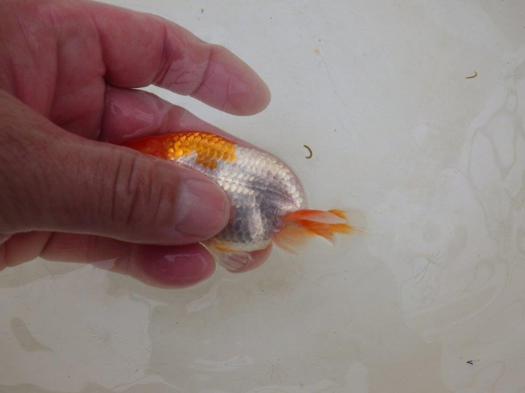 【全国大会東大関獲得ブリーダー 】メリハリの利いた柄でお勧め当歳らんちゅう約9,5㎝