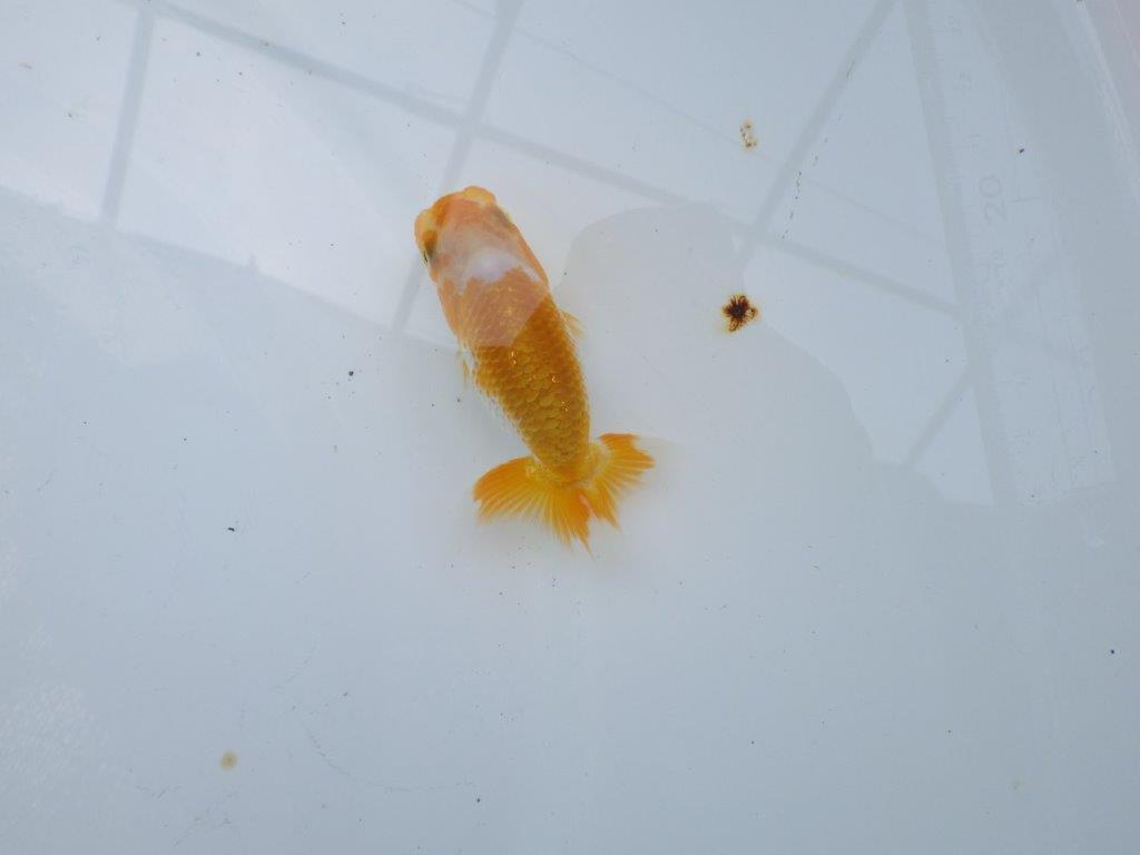 素晴らしいフンタンと綺麗な柄の更紗らんちゅう　約8㎝　性別不明【 岡山村上暢彦氏作】