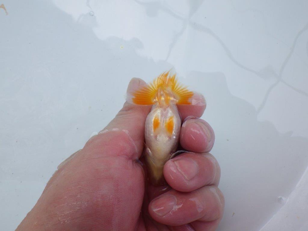 素晴らしいフンタンと綺麗な柄の更紗らんちゅう　約8㎝　性別不明【 岡山村上暢彦氏作】