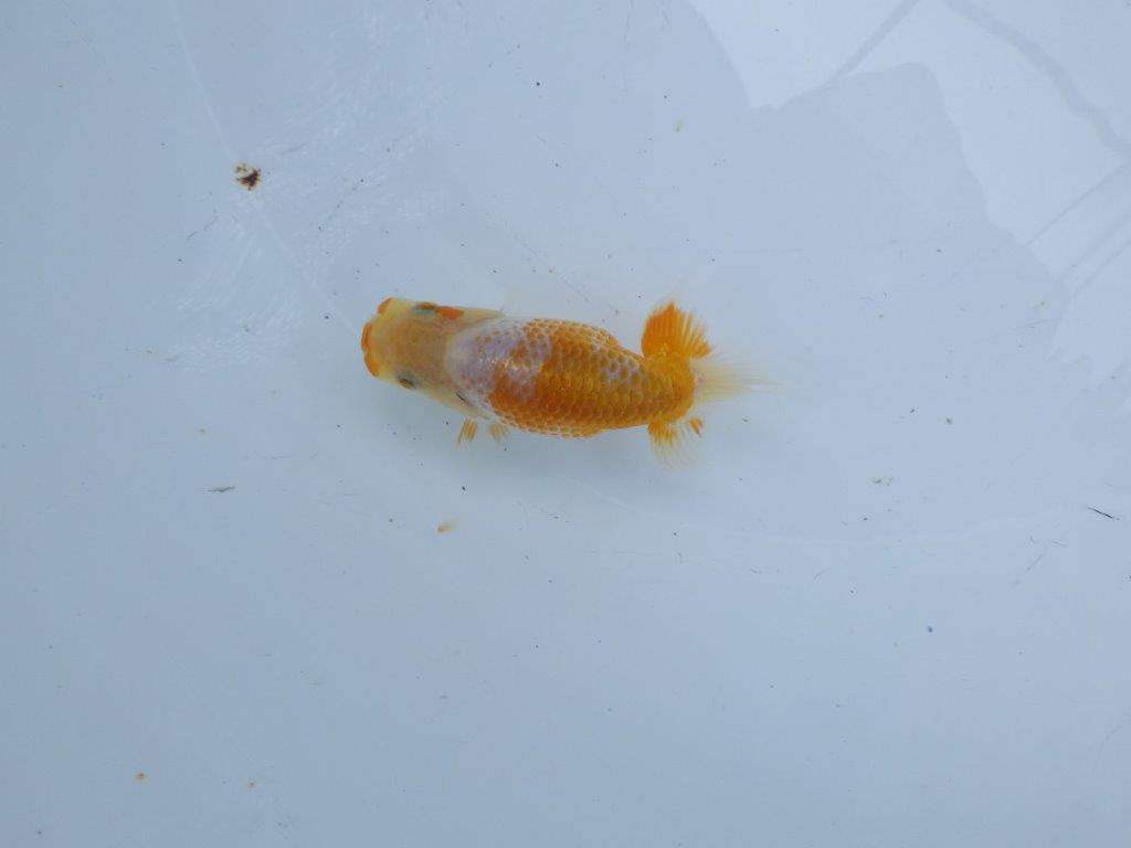 美しい柄と魚の雰囲気抜群の更紗らんちゅう　約9㎝　性別不明【 岡山村上暢彦氏作】