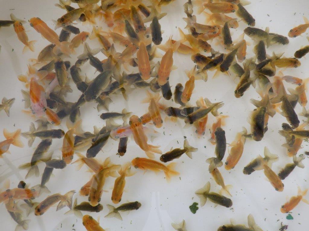 【本物です！】愛知　山田芳人氏のらんちゅう　１０尾セット（小）　約３，５ｃｍ～