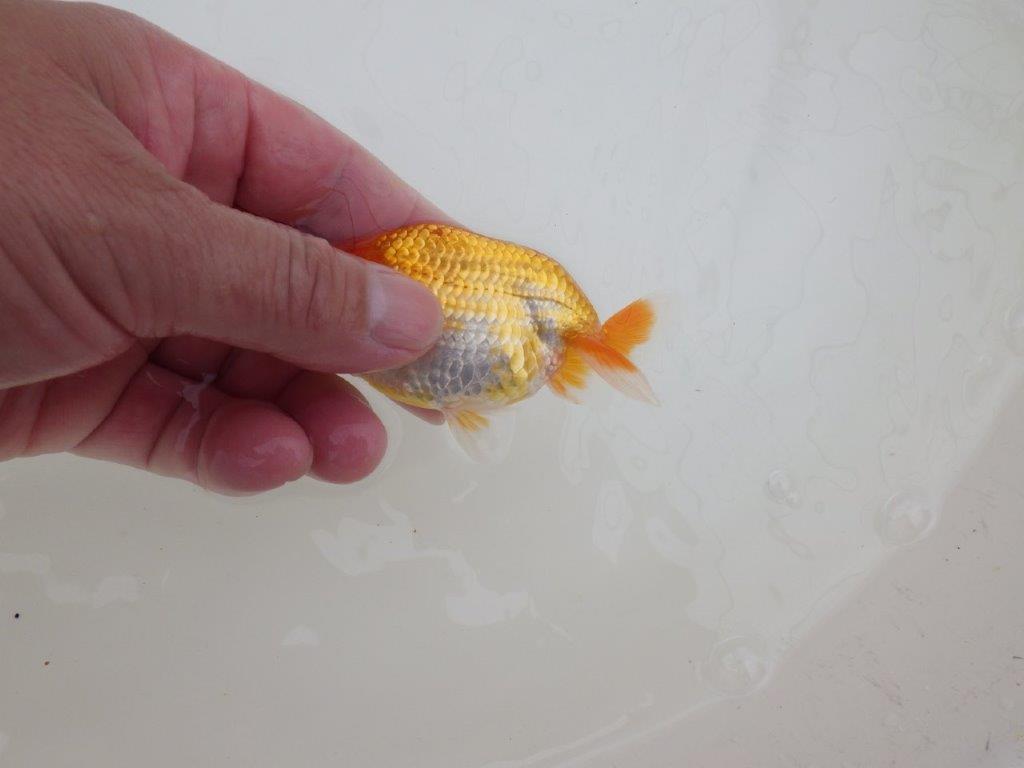 【全国大会東大関獲得ブリーダー 】特徴のある柄でご鑑賞お勧め当歳らんちゅう約10㎝