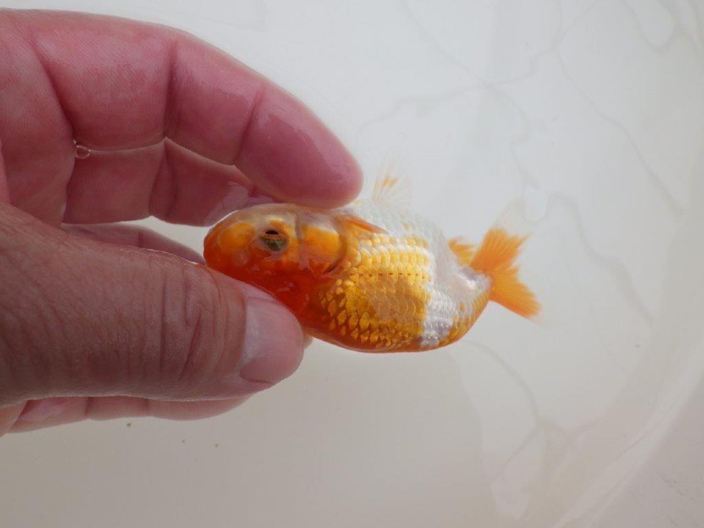 【全国大会東大関獲得ブリーダー 】特徴のある柄でご鑑賞お勧め当歳らんちゅう約10㎝