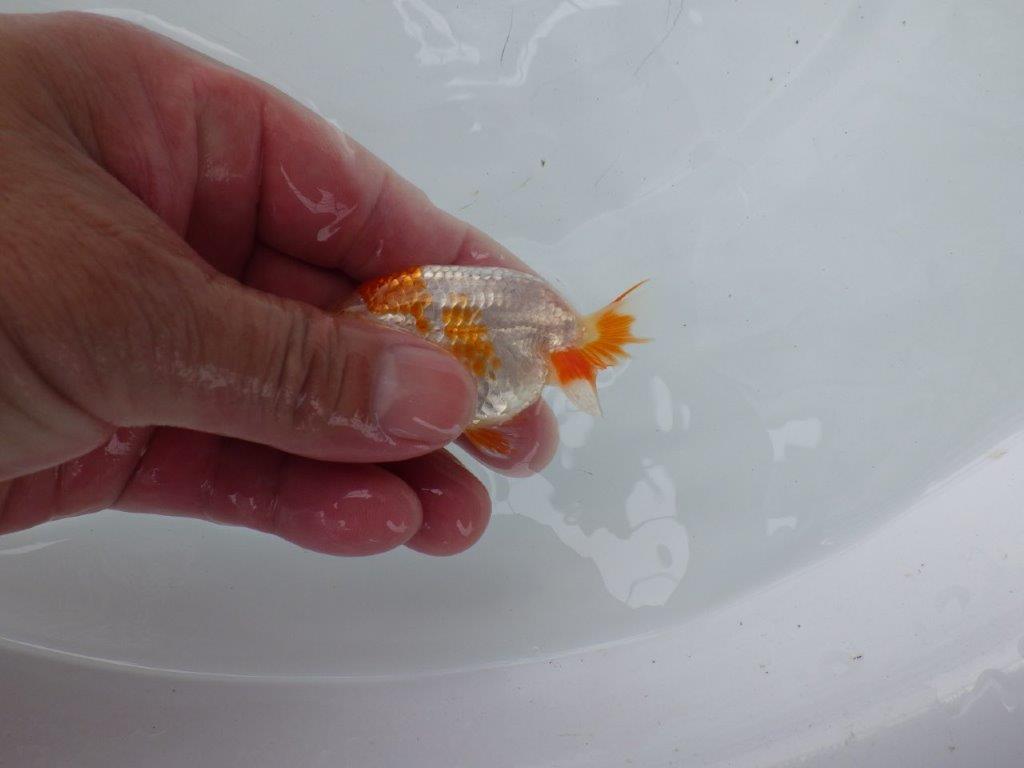 【 一押し！！】綺麗な柄の鑑賞お勧め更紗　　期間限定販売　約8㎝　性別不明