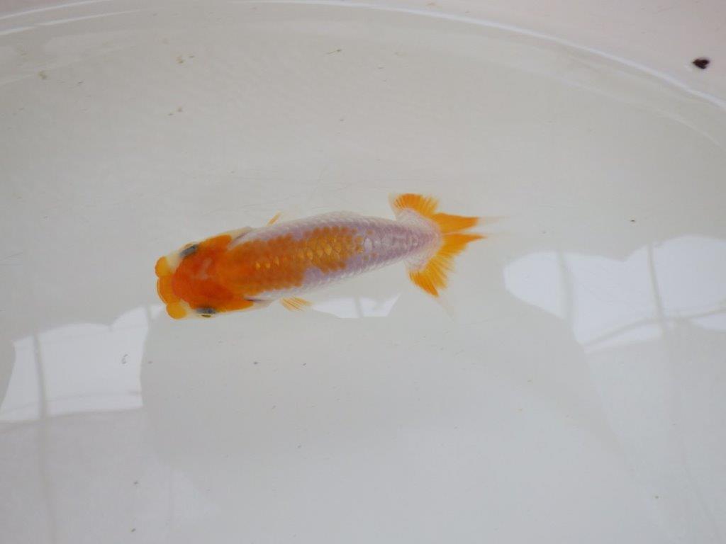 【 サマーセール　第一弾】非常に雰囲気の良いフンタン更紗らんちゅう！　　１週間限定販売　約9,5㎝