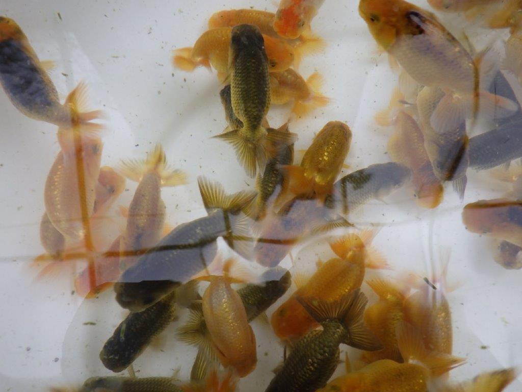 【日らん上位入賞獲得系統 】 純粋にご鑑賞お勧め 10尾セット当歳らんちゅう約6~8㎝限定2