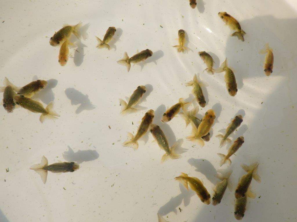【 色変わりラストチャンス！！】愛知超優良系統様の系統魚１０尾セット　　期間限定販売　約4~5㎝　数量限定