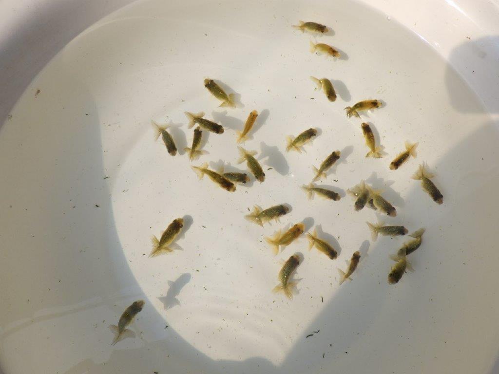 【 色変わりラストチャンス！！】愛知超優良系統様の系統魚１０尾セット　　期間限定販売　約4~5㎝　数量限定