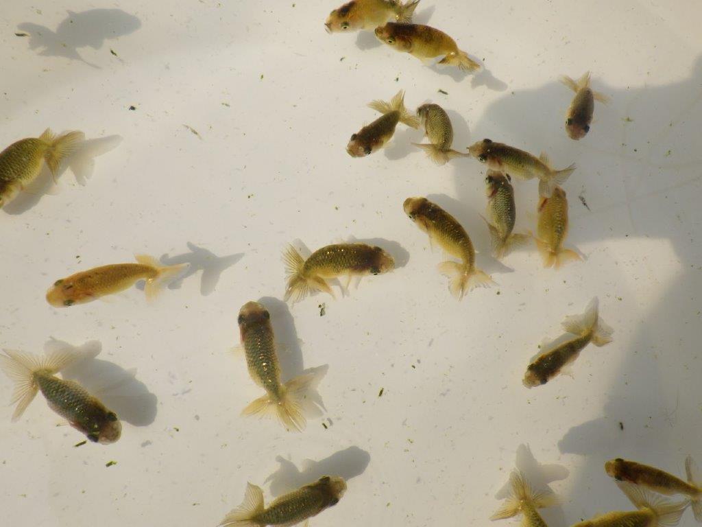 【 色変わりラストチャンス！！】愛知超優良系統様の系統魚１０尾セット　　期間限定販売　約4~5㎝　数量限定