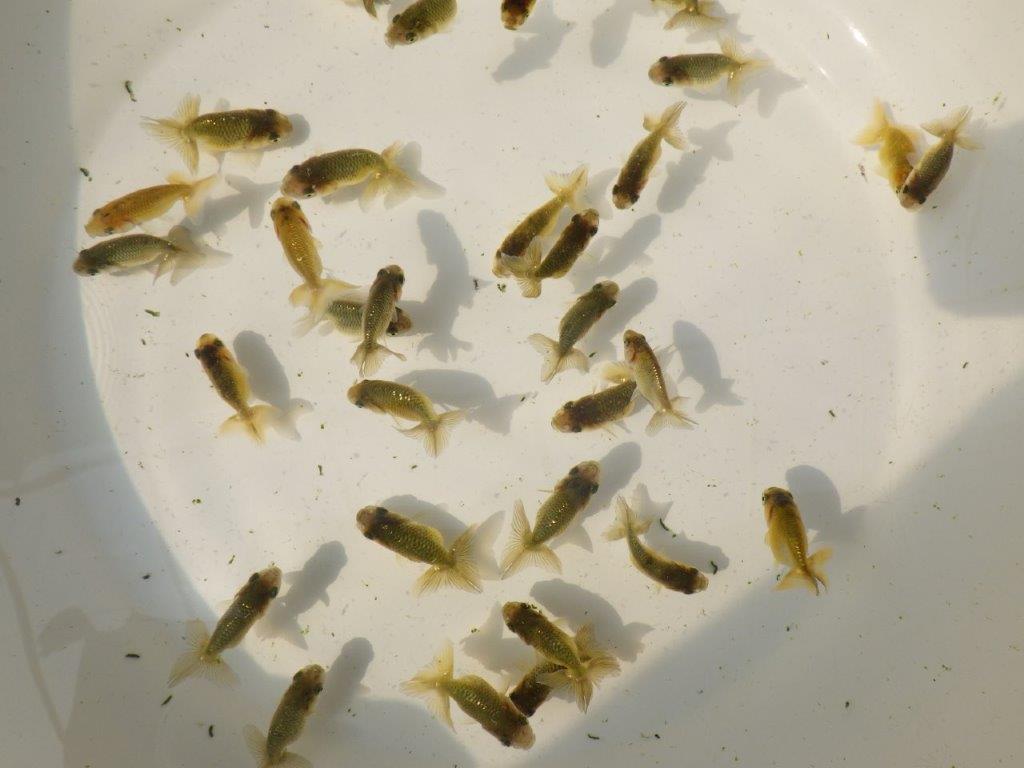 【 色変わりラストチャンス！！】愛知超優良系統様の系統魚１０尾セット　　期間限定販売　約4~5㎝　数量限定