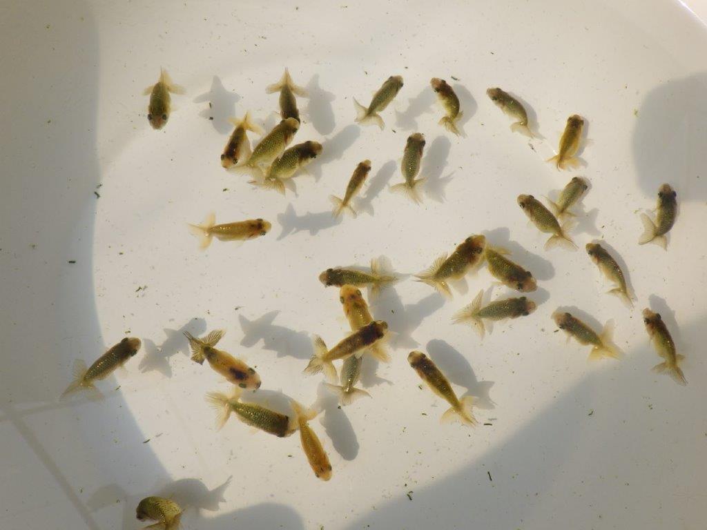 【 色変わりラストチャンス！！】愛知超優良系統様の系統魚１０尾セット　　期間限定販売　約4~5㎝　数量限定