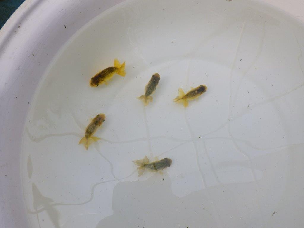 【 色変わりラストチャンス！！】愛知超優良系統様の系統魚５尾セット（大）期間限定販売　約６㎝～　限定３セット