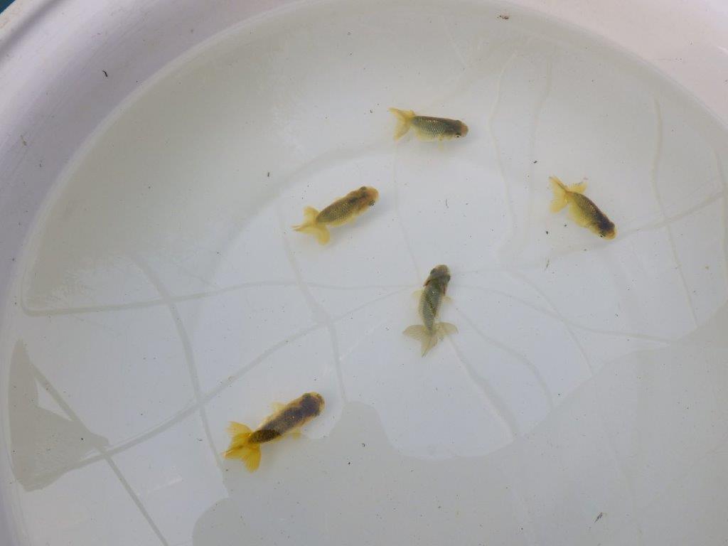 【 色変わりラストチャンス！！】愛知超優良系統様の系統魚５尾セット（大）期間限定販売　約６㎝～　限定３セット