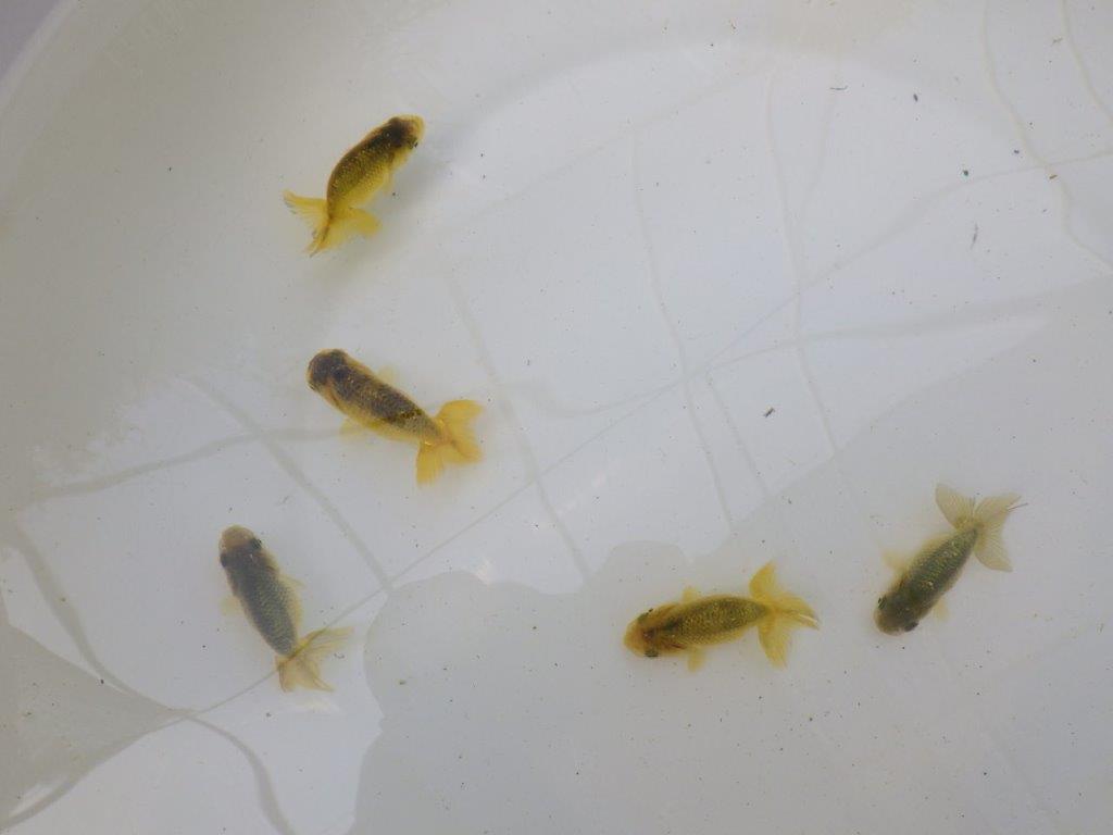 【 色変わりラストチャンス！！】愛知超優良系統様の系統魚５尾セット（大）期間限定販売　約６㎝～　限定３セット