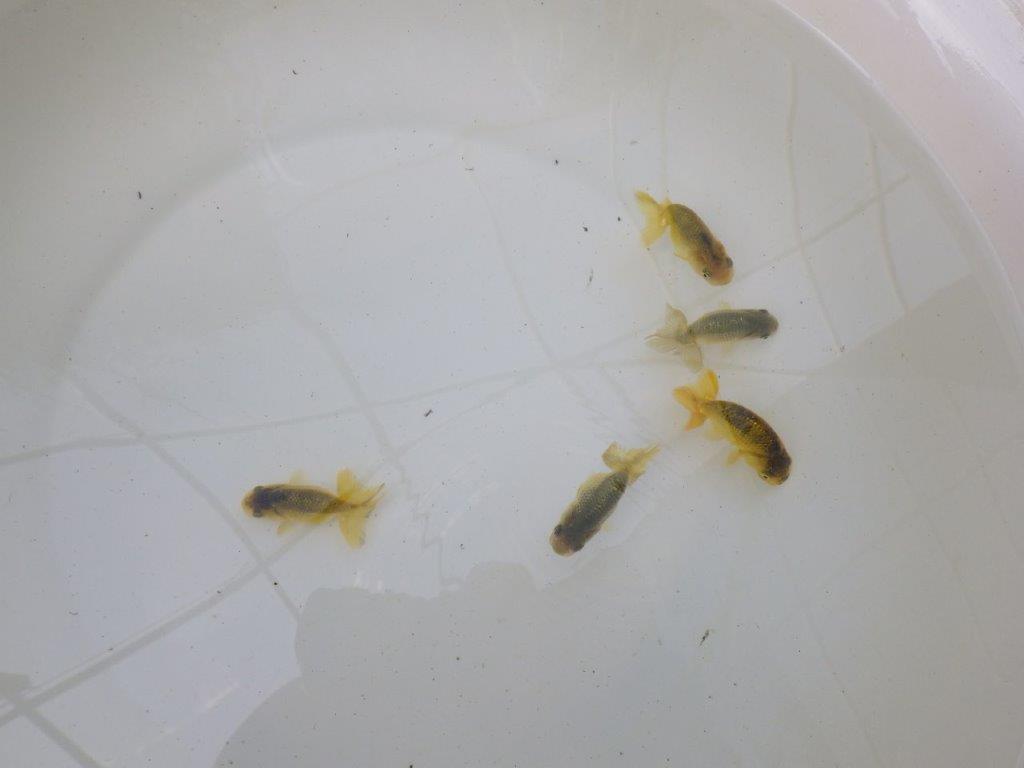 【 色変わりラストチャンス！！】愛知超優良系統様の系統魚５尾セット（大）期間限定販売　約６㎝～　限定３セット