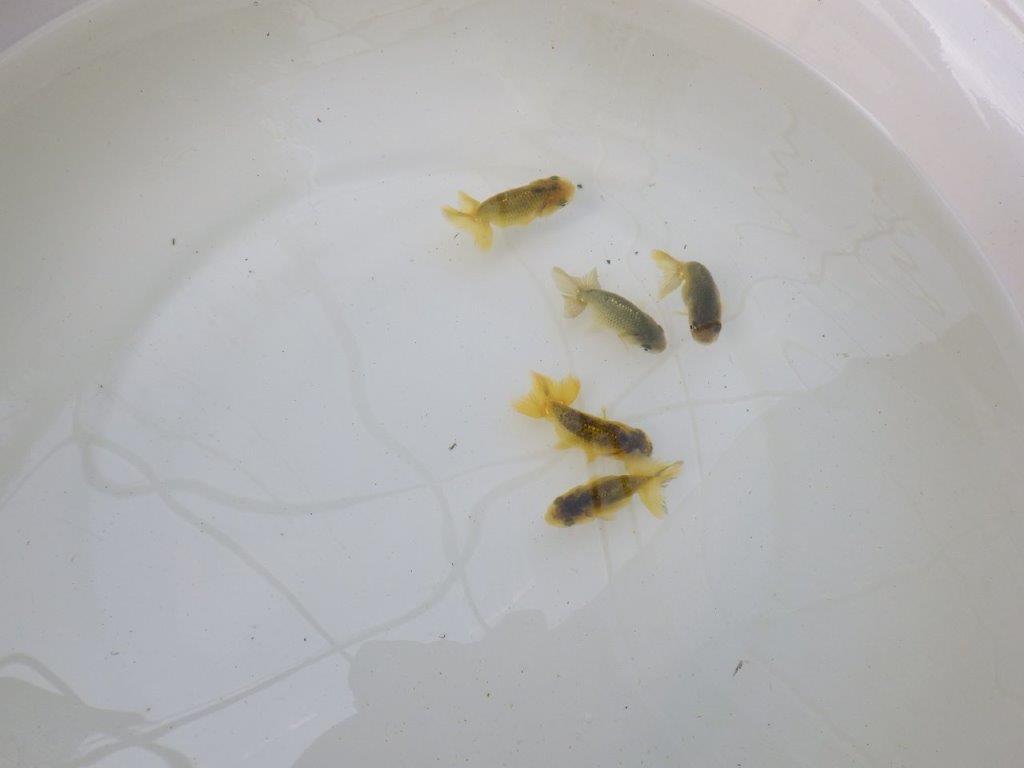【 色変わりラストチャンス！！】愛知超優良系統様の系統魚５尾セット（大）期間限定販売　約６㎝～　限定３セット